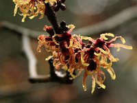 Hamamelis Strawberries and Cream 2016 01 23 9211